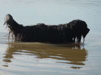 Hochwasser 1.2011 020