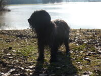 Hochwasser 1.2011 033